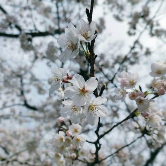 小川祐生のインスタグラム：「春めちゃくちゃ好きです！  #お花見 #お花見キャンプ #キャンプ飯 #チワワ #チワワのいる暮らし #ドッグキャンパー #ぜんのすけ」