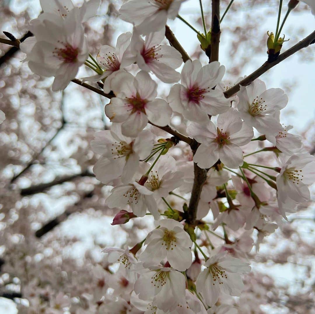 鈴華ゆう子さんのインスタグラム写真 - (鈴華ゆう子Instagram)「桜が満開！！！🌸🌸🌸  #鈴華ゆう子  #桜  #さくら  #SAKURA  #和楽器バンド」3月29日 16時37分 - yuko.suzuhana