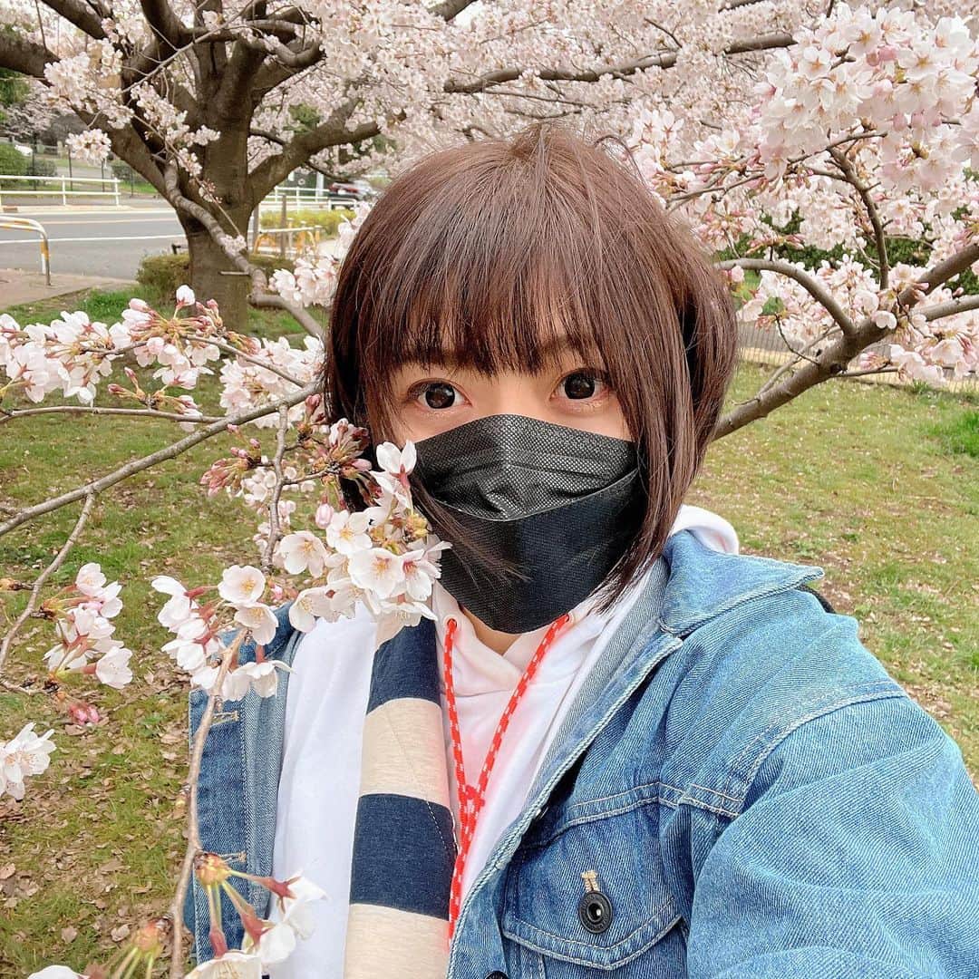 鈴華ゆう子のインスタグラム：「桜が満開！！！🌸🌸🌸  #鈴華ゆう子  #桜  #さくら  #SAKURA  #和楽器バンド」