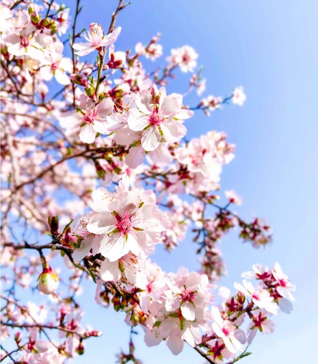 のインスタグラム：「・ ・ 世の中は三日見ぬ間の桜かな𓂃 𓈒𓏸◌‬ ・ 年度末は特に心が急いてしまいますが 空を見上げた時に、桜の淡いピンクが視界に入ると 顔が綻んでしまいますね♡ 今週末には満開でしょうか🌸 あまりにも綺麗なので 桜をうたった曲のプレイリストを つくってしまいました♪ みなさんは、誰の桜がすきですか？ 3月最終週、よろしくお願いします🐏🐑 ・ #桜 #ソメイヨシノ #あいみょん  #aiko #ケツメイシ #河口恭吾 #福山雅治 #いきものがかり #森山直太朗 #松田聖子」