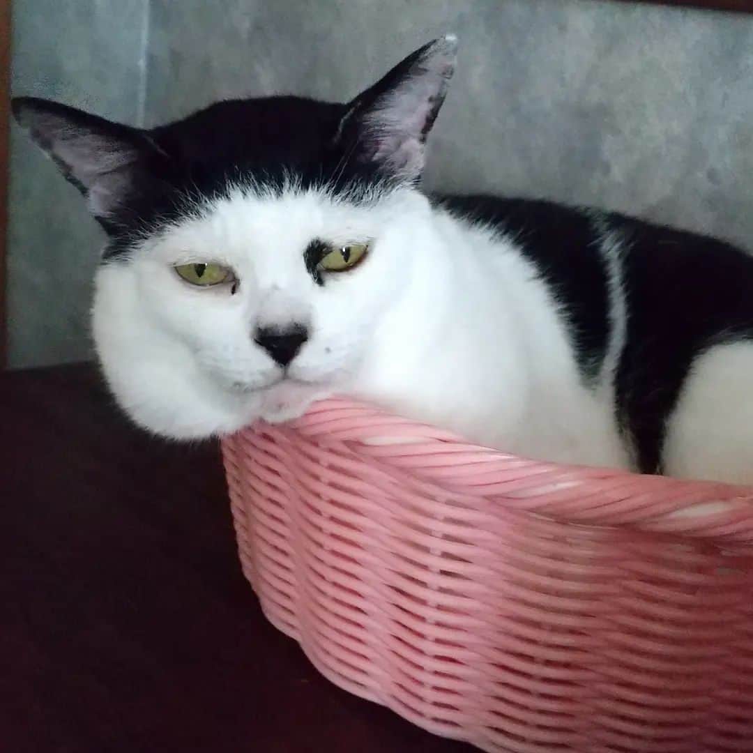 アトムとノエルのインスタグラム：「少し前に撮った過去アトムです。。 #猫#cat」