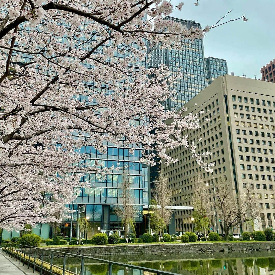 吉井明子さんのインスタグラム写真 - (吉井明子Instagram)「🌸  #東京の桜 #桜 #cherryblossom #sakura #벚꽃 #樱花  #3月29日 #気象予報士 #気象キャスター #weatherforecaster #기상캐스터　#氣象主播 #吉井明子 #nhk #bs4k #bs1 #bsニュース4k」3月29日 17時36分 - akiko_yoshii_sunny_rain