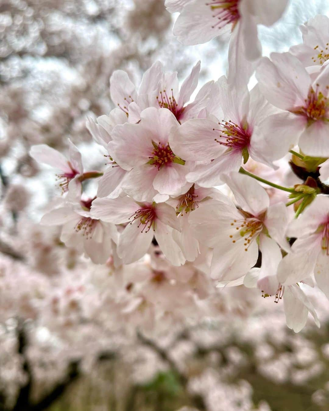 泉里香のインスタグラム：「🌸🌸🌸 満開の桜がキレイすぎて 癒し☺️ #sakura#CherryBlossoms#春」