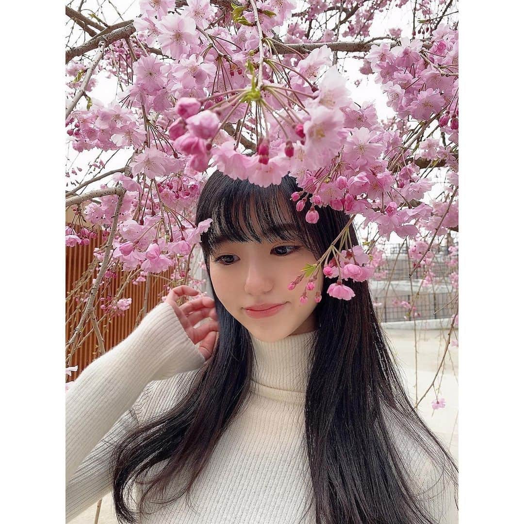 大島璃音のインスタグラム：「桜は今週が見頃🌸  花曇りの花冷えでしたが満開の桜に心温まりました😌」