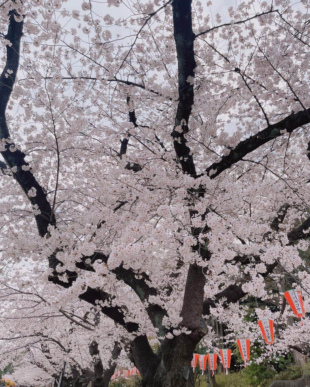 堀みづきさんのインスタグラム写真 - (堀みづきInstagram)「上野公園🐼🌸 桜が満開で見てるだけで癒された〜☺️  たまたまパンダカフェを見つけて テンション爆上がりした私は お昼からレモンサワーを飲みました🐼🍋🍸笑  開放感があって最高に気持ちよかった🥺✨  特に意識したわけではないのですが この日はパンダコーデみたいになってた🤣👍  次は動物園リベンジして 大好きなパンダに会いにゆく🐼💕  #上野公園#上野カフェ#パンダカフェ#上野静養軒#上野#桜#お花見」3月29日 18時45分 - mizuki_027