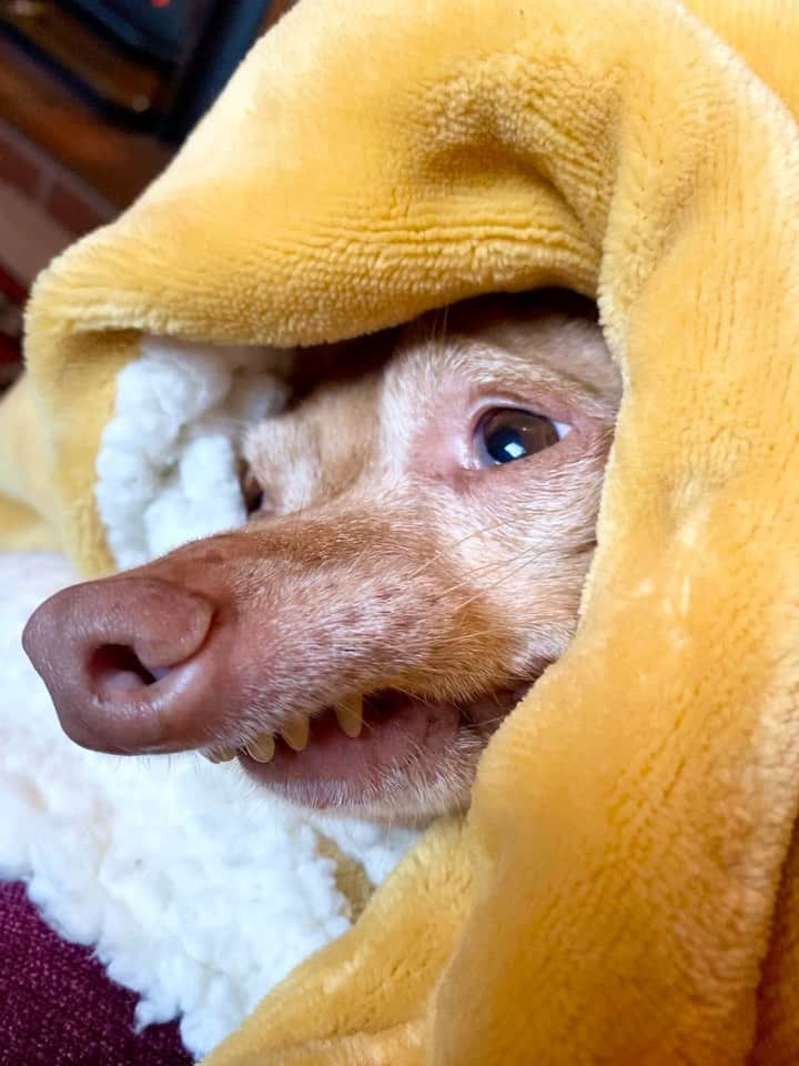 Tuna {breed:chiweenie} のインスタグラム：「Ian is literally saying in the background “Tuna, wanna go peepee?” Hahaha  I guess that’s a yes!」