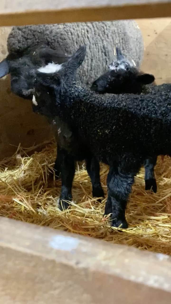 クリス・プラットのインスタグラム：「Spring is my favorite season. This Border Leicester (pronounced BorderLester) is one of many mama sheep to drop lambs for us this year. Triplets! So blessed!! #StillwaterRanch “He makes me lie down in green pastures, He leads me to #Stillwater.”  I encourage you to spend at least some time staring at nature today. Here’s just a dose, but there’s beauty just outside your window. Find it. Be still.」
