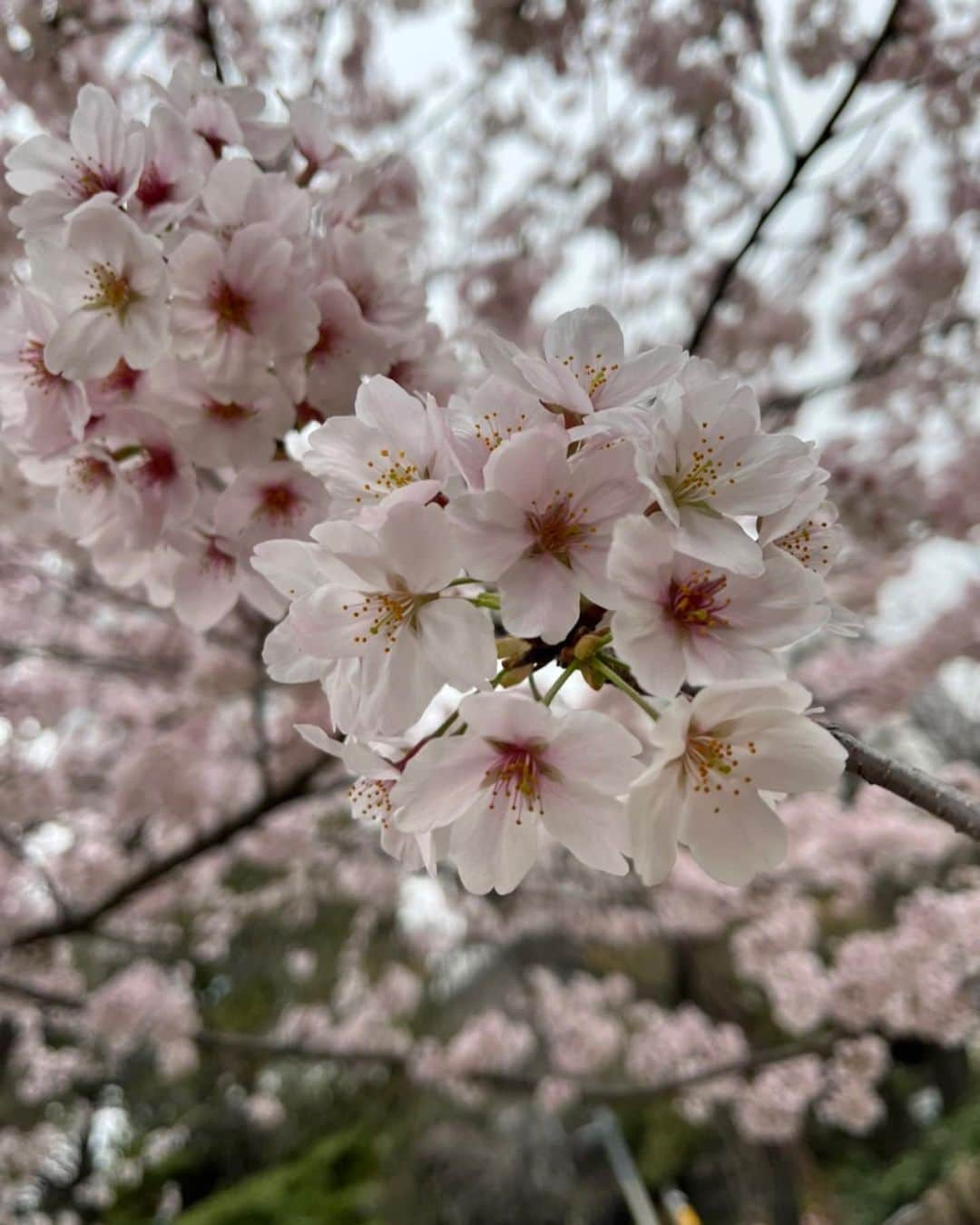 譜久村聖さんのインスタグラム写真 - (譜久村聖Instagram)「桜だ〜〜〜🌸🌸🌸  自撮りしてたら花びらがとまってくれた😆  #morningmusume22 #モーニング娘 #譜久村聖 #桜満開  #春 #いっぱい咲いてね」3月29日 22時03分 - mizuki_fukumura.official