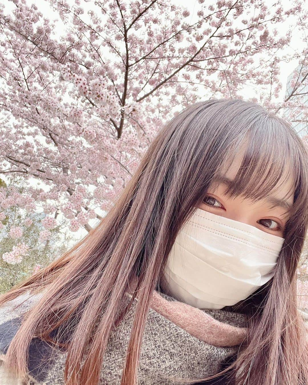 譜久村聖さんのインスタグラム写真 - (譜久村聖Instagram)「桜だ〜〜〜🌸🌸🌸  自撮りしてたら花びらがとまってくれた😆  #morningmusume22 #モーニング娘 #譜久村聖 #桜満開  #春 #いっぱい咲いてね」3月29日 22時03分 - mizuki_fukumura.official