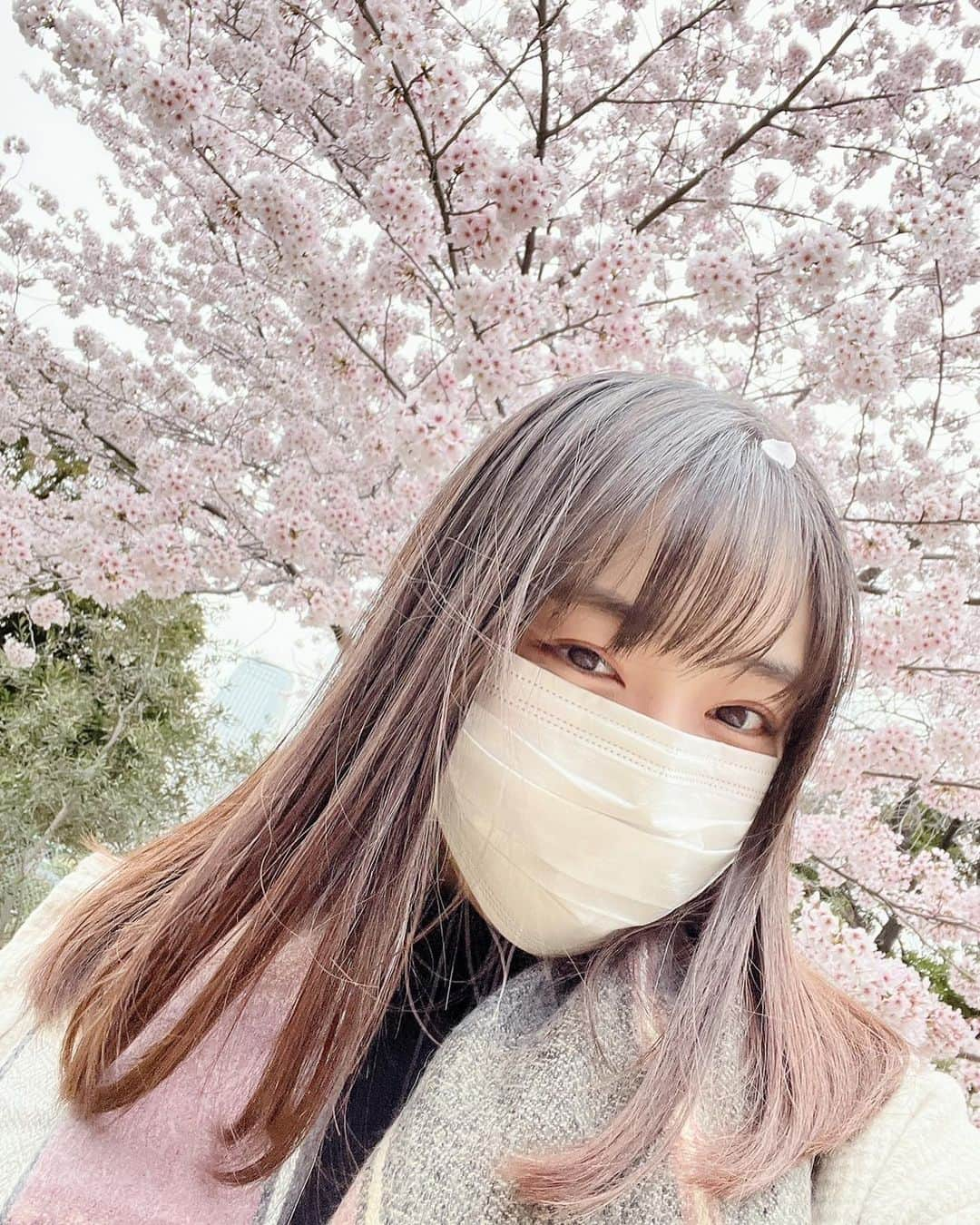 譜久村聖さんのインスタグラム写真 - (譜久村聖Instagram)「桜だ〜〜〜🌸🌸🌸  自撮りしてたら花びらがとまってくれた😆  #morningmusume22 #モーニング娘 #譜久村聖 #桜満開  #春 #いっぱい咲いてね」3月29日 22時03分 - mizuki_fukumura.official