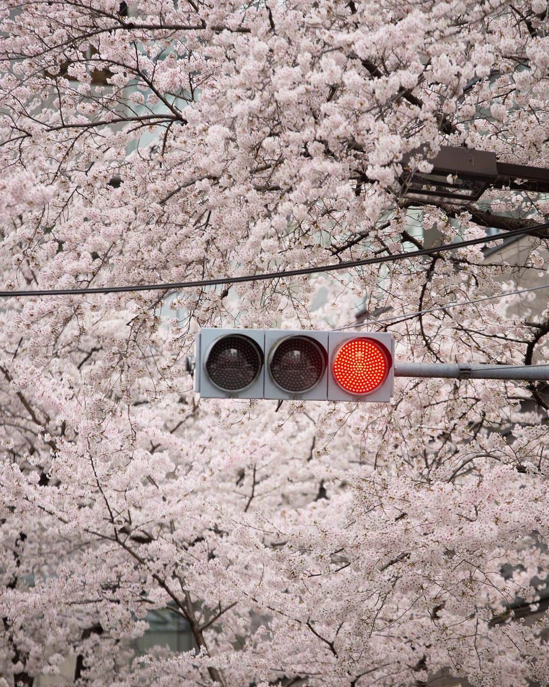 kazumaさんのインスタグラム写真 - (kazumaInstagram)「.. . Sakura Street 🌸🌸🌸 . オフィス街で咲く桜。 足を止めてカメラに収める人が多数。 . 最近は望遠で撮影することがマイブーム。 なので、RX100 VIIが欲しくなる今日この頃。 あのサイズで200mmまで撮れるのは魅力。 . . . . #桜 #cherryblossom  . . . .. ...」3月29日 22時00分 - kazuma612