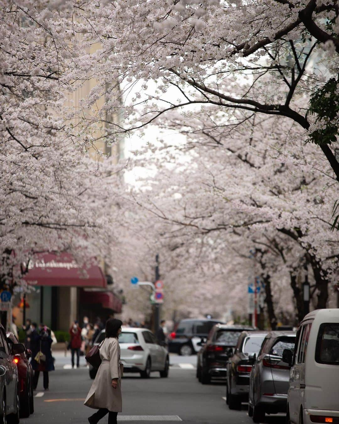 kazumaさんのインスタグラム写真 - (kazumaInstagram)「.. . Sakura Street 🌸🌸🌸 . オフィス街で咲く桜。 足を止めてカメラに収める人が多数。 . 最近は望遠で撮影することがマイブーム。 なので、RX100 VIIが欲しくなる今日この頃。 あのサイズで200mmまで撮れるのは魅力。 . . . . #桜 #cherryblossom  . . . .. ...」3月29日 22時00分 - kazuma612