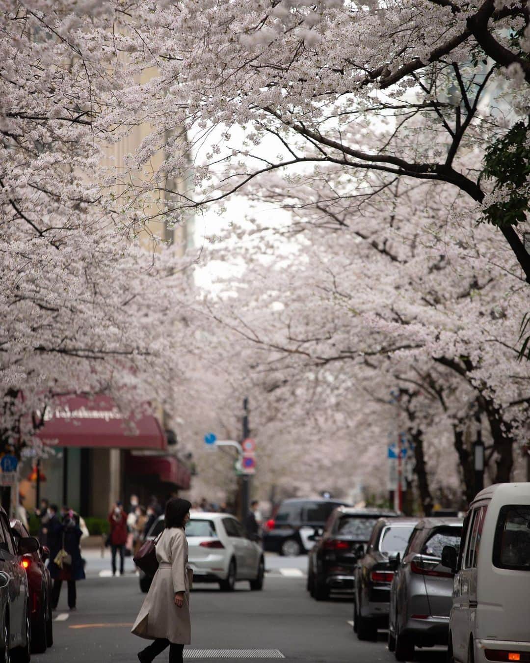 kazumaのインスタグラム：「.. . Sakura Street 🌸🌸🌸 . オフィス街で咲く桜。 足を止めてカメラに収める人が多数。 . 最近は望遠で撮影することがマイブーム。 なので、RX100 VIIが欲しくなる今日この頃。 あのサイズで200mmまで撮れるのは魅力。 . . . . #桜 #cherryblossom  . . . .. ...」