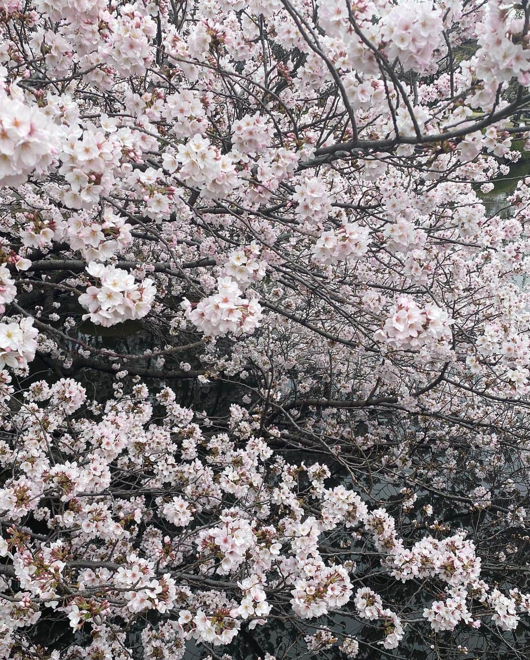関谷亜矢子さんのインスタグラム写真 - (関谷亜矢子Instagram)「恒例の御苑詣で。 花曇りの空に溶け込みそうになりながら、ソメイヨシノはフィナーレに向かって咲き誇り。  その中で、陽光桜の濃いピンク🌸が独自路線でアピール中でした。  ちょっと寒かったけれど、この春も見られて感謝🥰  #新宿御苑  #桜 #花曇り  #礼華」3月29日 22時34分 - ayakosekiya.516