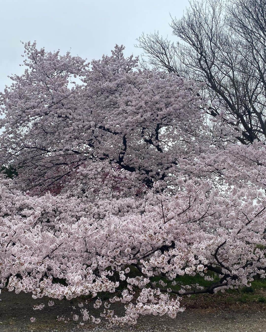 関谷亜矢子さんのインスタグラム写真 - (関谷亜矢子Instagram)「恒例の御苑詣で。 花曇りの空に溶け込みそうになりながら、ソメイヨシノはフィナーレに向かって咲き誇り。  その中で、陽光桜の濃いピンク🌸が独自路線でアピール中でした。  ちょっと寒かったけれど、この春も見られて感謝🥰  #新宿御苑  #桜 #花曇り  #礼華」3月29日 22時34分 - ayakosekiya.516