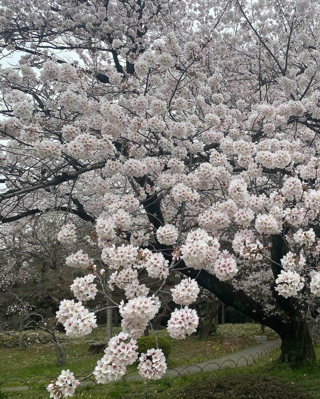 関谷亜矢子さんのインスタグラム写真 - (関谷亜矢子Instagram)「恒例の御苑詣で。 花曇りの空に溶け込みそうになりながら、ソメイヨシノはフィナーレに向かって咲き誇り。  その中で、陽光桜の濃いピンク🌸が独自路線でアピール中でした。  ちょっと寒かったけれど、この春も見られて感謝🥰  #新宿御苑  #桜 #花曇り  #礼華」3月29日 22時34分 - ayakosekiya.516