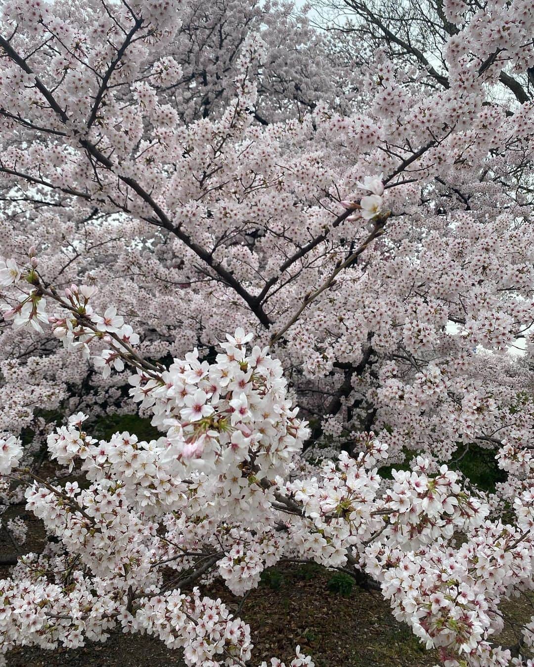 関谷亜矢子のインスタグラム：「恒例の御苑詣で。 花曇りの空に溶け込みそうになりながら、ソメイヨシノはフィナーレに向かって咲き誇り。  その中で、陽光桜の濃いピンク🌸が独自路線でアピール中でした。  ちょっと寒かったけれど、この春も見られて感謝🥰  #新宿御苑  #桜 #花曇り  #礼華」