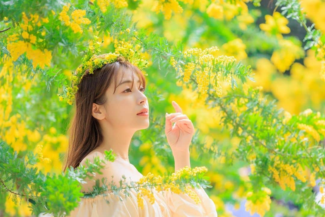 中村かなさんのインスタグラム写真 - (中村かなInstagram)「🌼💛 ・ ・ 📸 @tetsu.tetsu.1  💗 @kana_photo_session  ・ ・ 次回撮影会  4/2 桜 4/3 桜 × 着物  詳しくは👇 @kana_photo_session  ・ ・ ・ #ミモザ #mimosa #ミモザの木 #大府みどり公園 #大府 #ファインダーは私のキャンパス #一眼レフ #一眼レフ初心者 #黄色コーデ #淡色女子 #春コーデ #かな企画撮影会 #その瞬間に物語を #何気ない瞬間を残したい #ノスタルジーな瞬間を #春よ来い #春よ恋 #黄色い花 #透明感のある世界 #good_portraits_world #good_portraits_japan #写真で伝えたい私の世界 #春爛漫 #人物攝影 #人像摄影 #人像寫真 #模特 #寫眞 #白紙の1ページ #儚くて何処か愛おしい様な」3月29日 23時36分 - k777pime