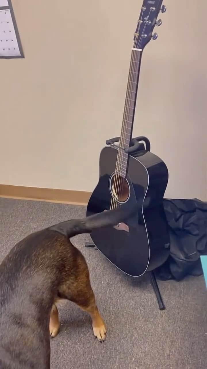 DogsOf Instagramのインスタグラム：「And a star is born 🎸What song should he learn next? (Via: @ivan_gonick)  [visual description: dog’s wagging tail strums guitar]  #dogsofinstagram #greatpetliving #musicaldog #astarisborn」