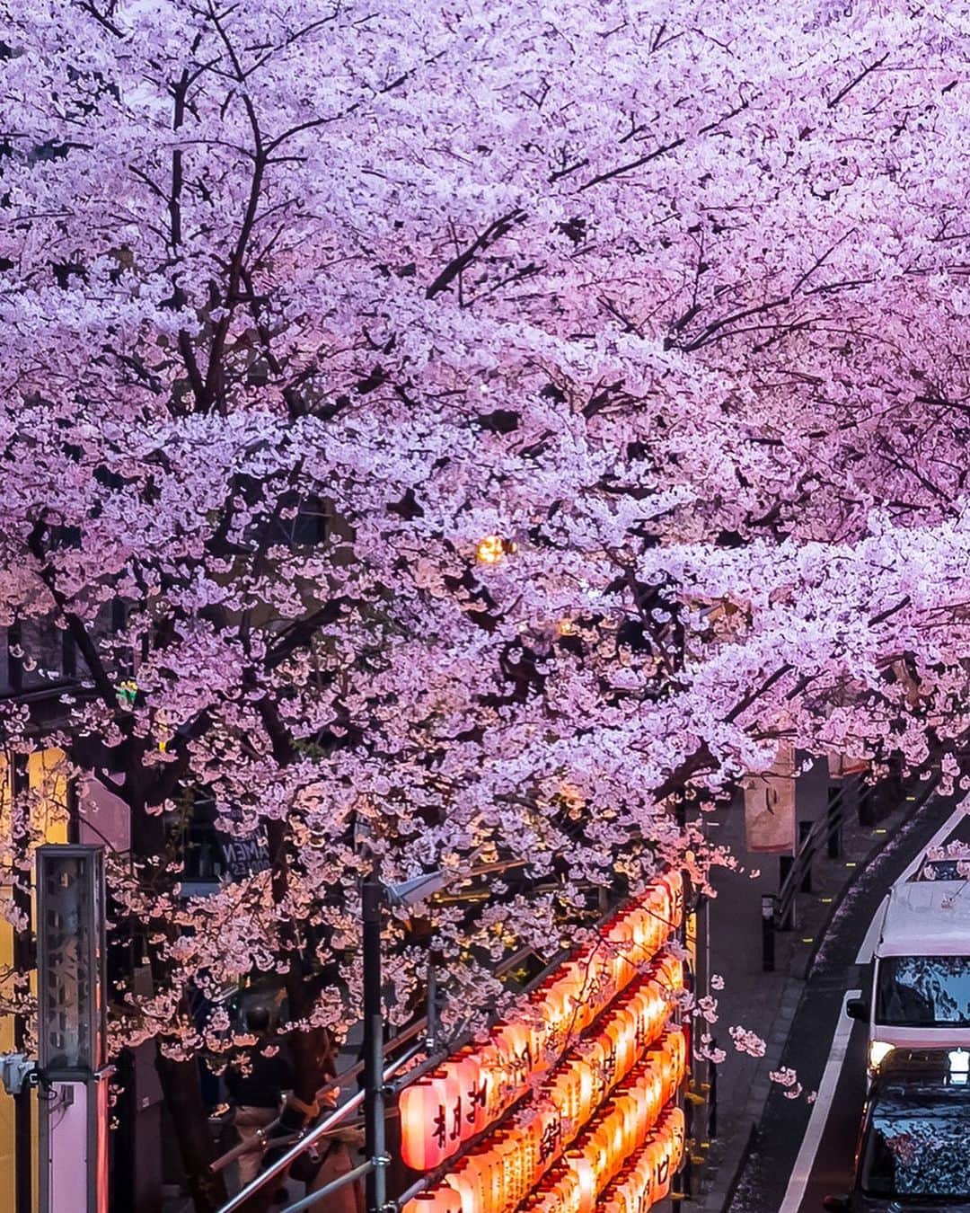 SHOCK EYEさんのインスタグラム写真 - (SHOCK EYEInstagram)「たまたま通りがかった渋谷駅近くの桜並木🌸✨ どうやらフォトスポットだったらしく、カメラを持った人が沢山＾＾ 桜がライトアップされてていい感じ＾＾  あいにくスマホしかなかったので、パシャリと撮って、少しの色味調整してみたけど、、  スマホでも充分素敵だね😊✨  #渋谷 #桜 #桜のトンネル #渋谷駅 #shibuya #tokyo #cherryblossom #sakura #japantravel #japantrip #fujifilm #gfx100s #xs10 #beautifuldestinations #discoverjapan #discoverearth #voyaged #awesome_photographers #IamATraveler #wonderful_places #japanphoto #japanphotography #japan_of_insta #livingonearth #theglobewanderer #iphone13pro」3月30日 15時44分 - shockeye_official