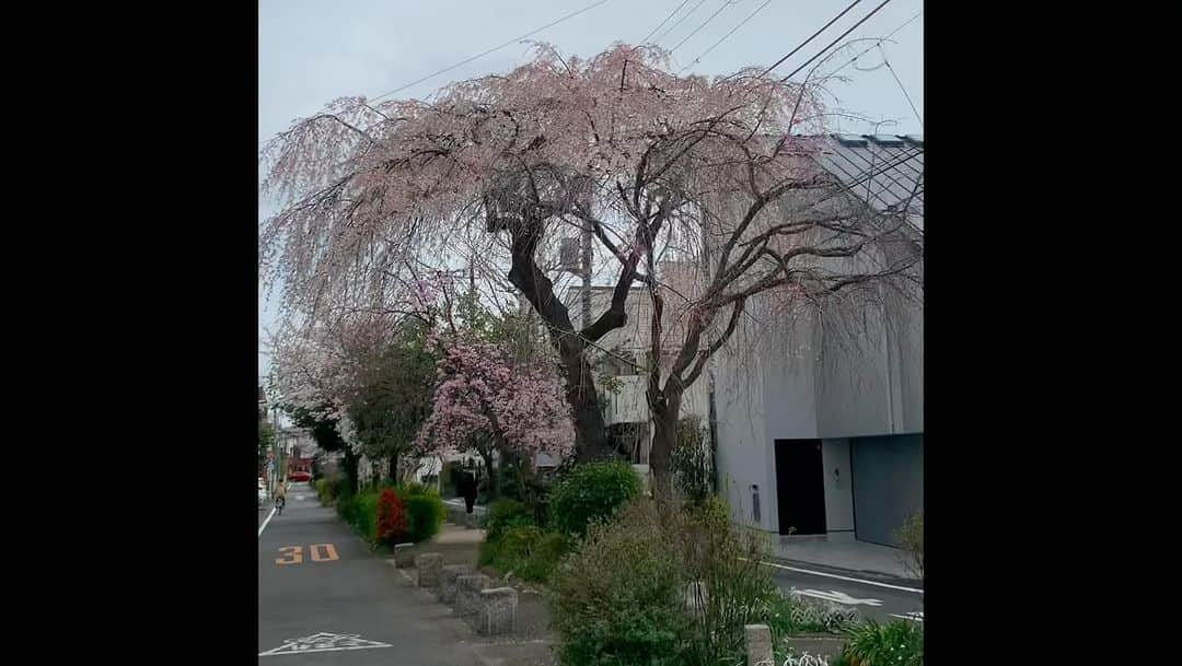 橋本志穂のインスタグラム