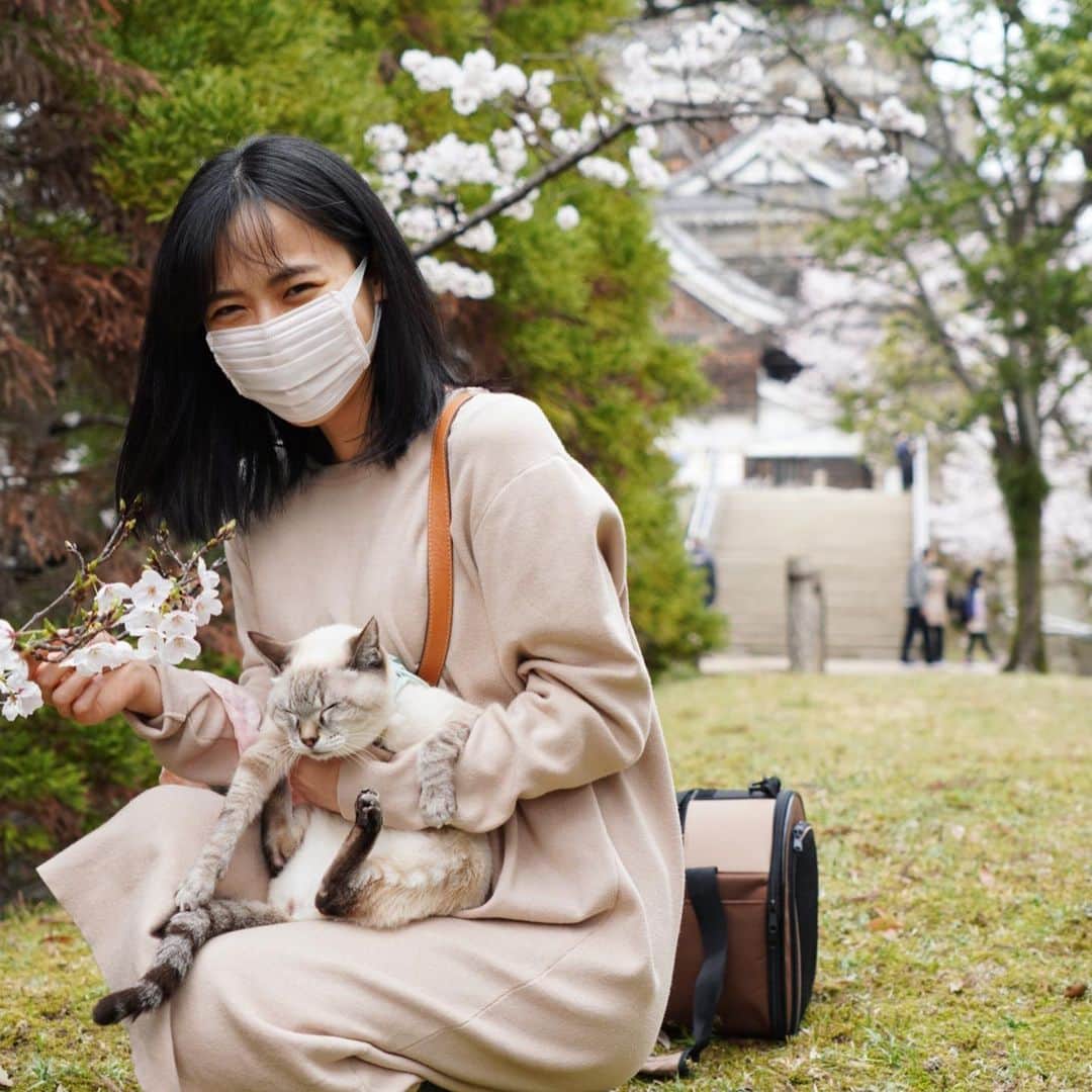 柏木美里のインスタグラム：「お久しぶりインスタ❗️ 猫と花見に行ってきました😼  外が嫌いなサクラさんは終始不服顔💦 文句言いながらも、ちゅ〜るは食べてました😹  #お花見 #猫 #猫と桜 #不服ねこ #ねこすたぐらむ #ふわもふ部 #来年も見られるといいね」