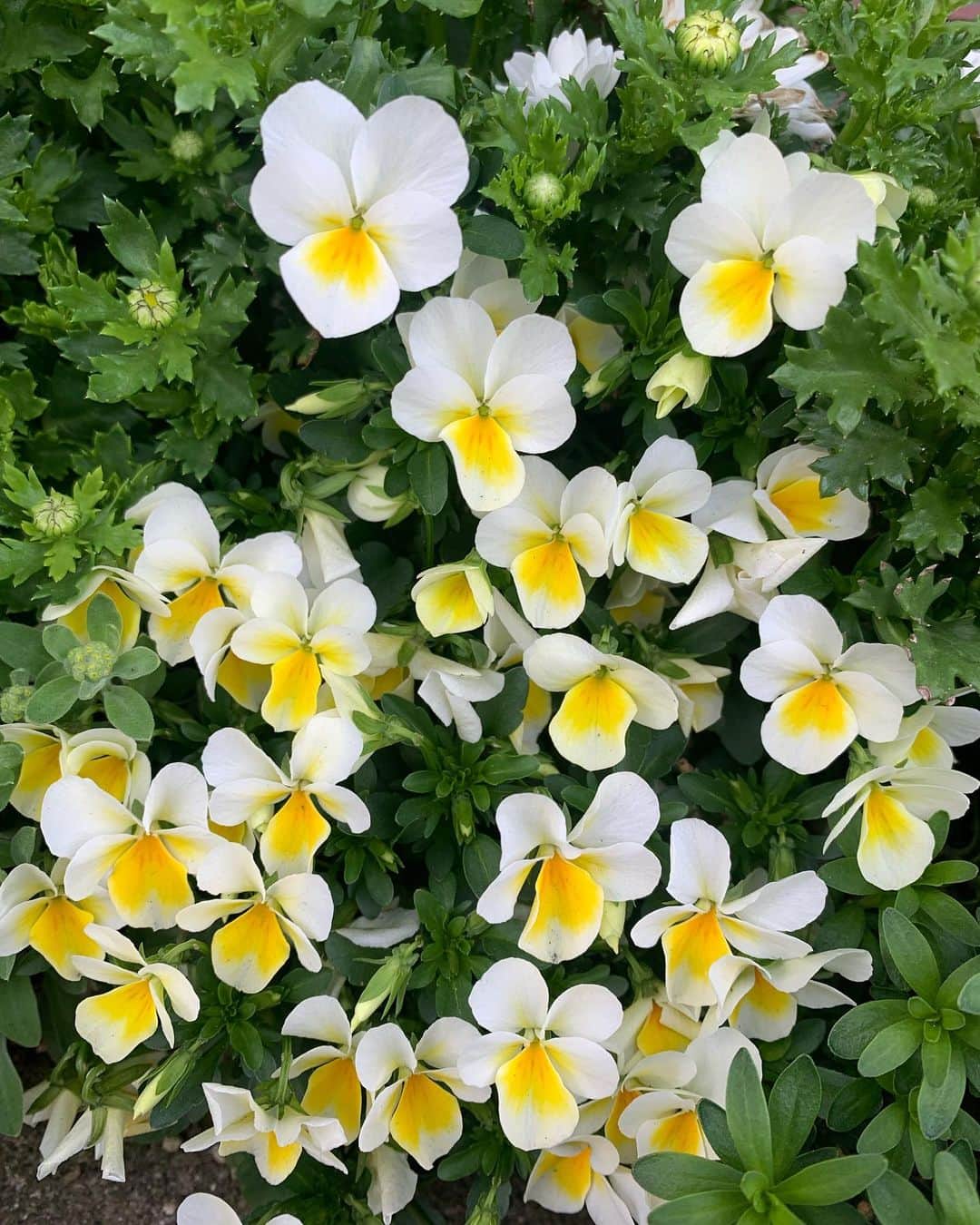 花盛友里のインスタグラム：「道端の花がすこぶる可愛い季節」