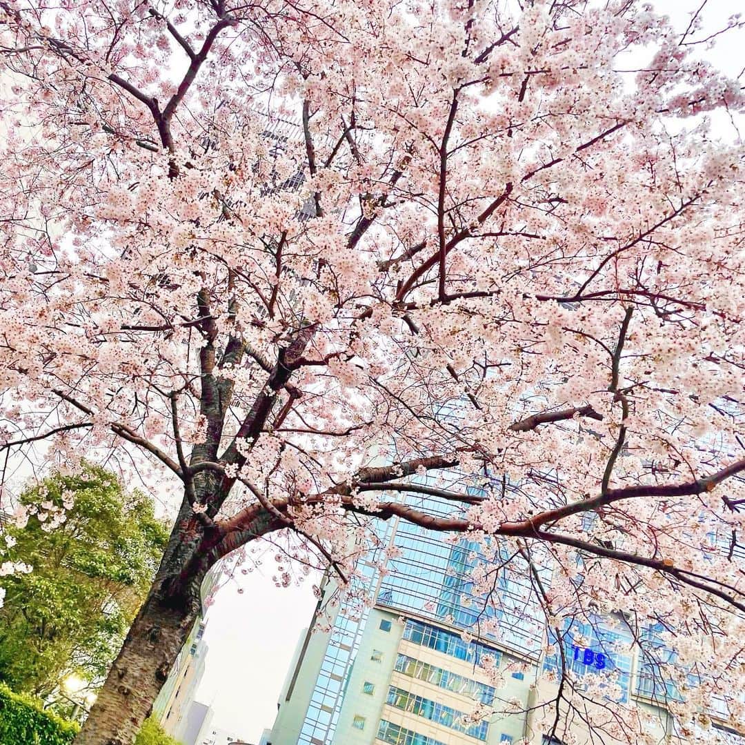 高橋幸のインスタグラム：「TBS前、満開です🌸 けさ早くの放送をご覧くださった方、ありがとうございました。 きょうは日中あたたかくなるとのこと、通勤や通学中にもふと春らしさを感じられる日になりそうですね😌✨  #桜の季節 #cherryblossom」