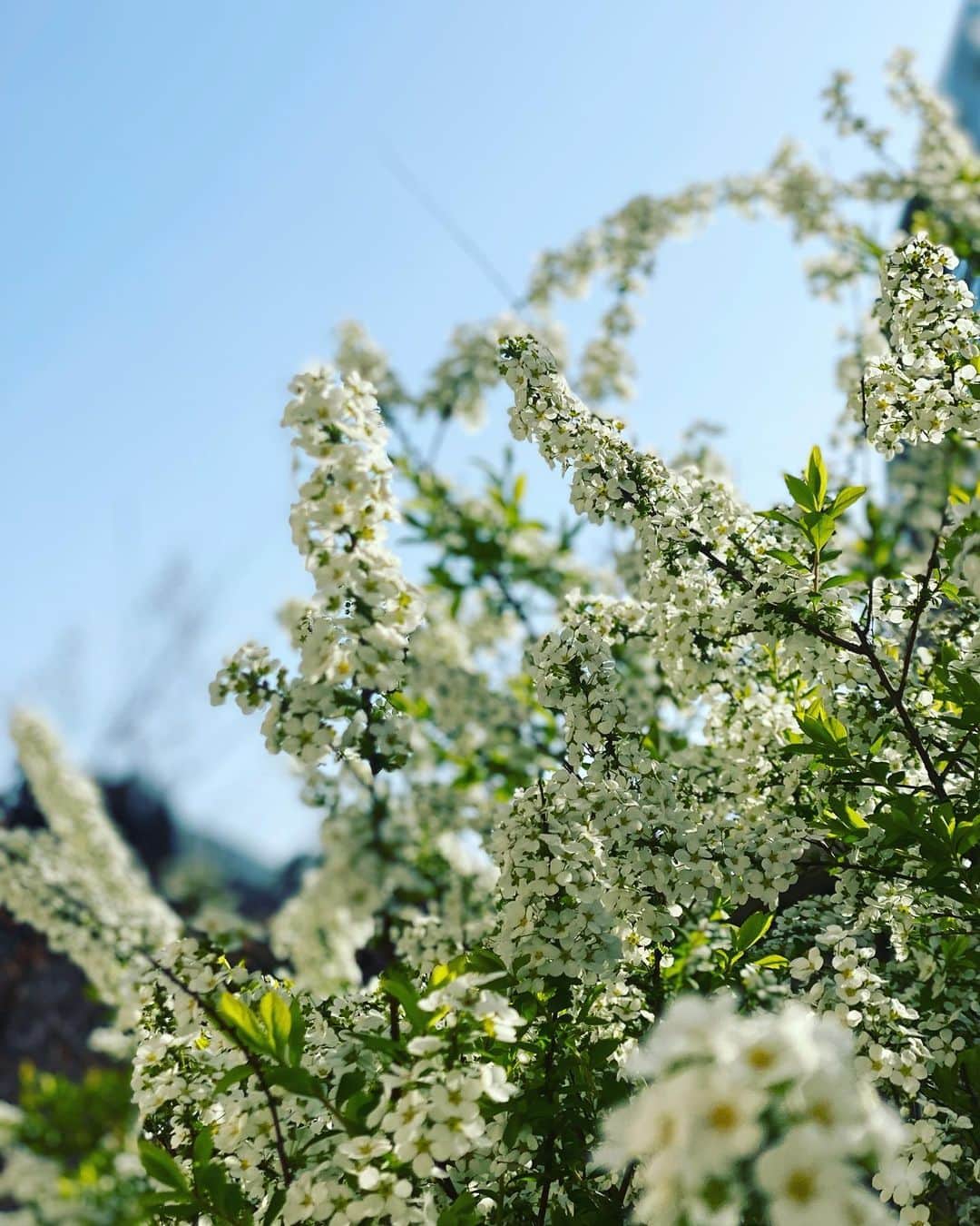 徳永有美さんのインスタグラム写真 - (徳永有美Instagram)「春の花たちが満開。 おはようございます。 すこしでも良き一日になりますように。」3月30日 7時27分 - yumi_tokunaga.official