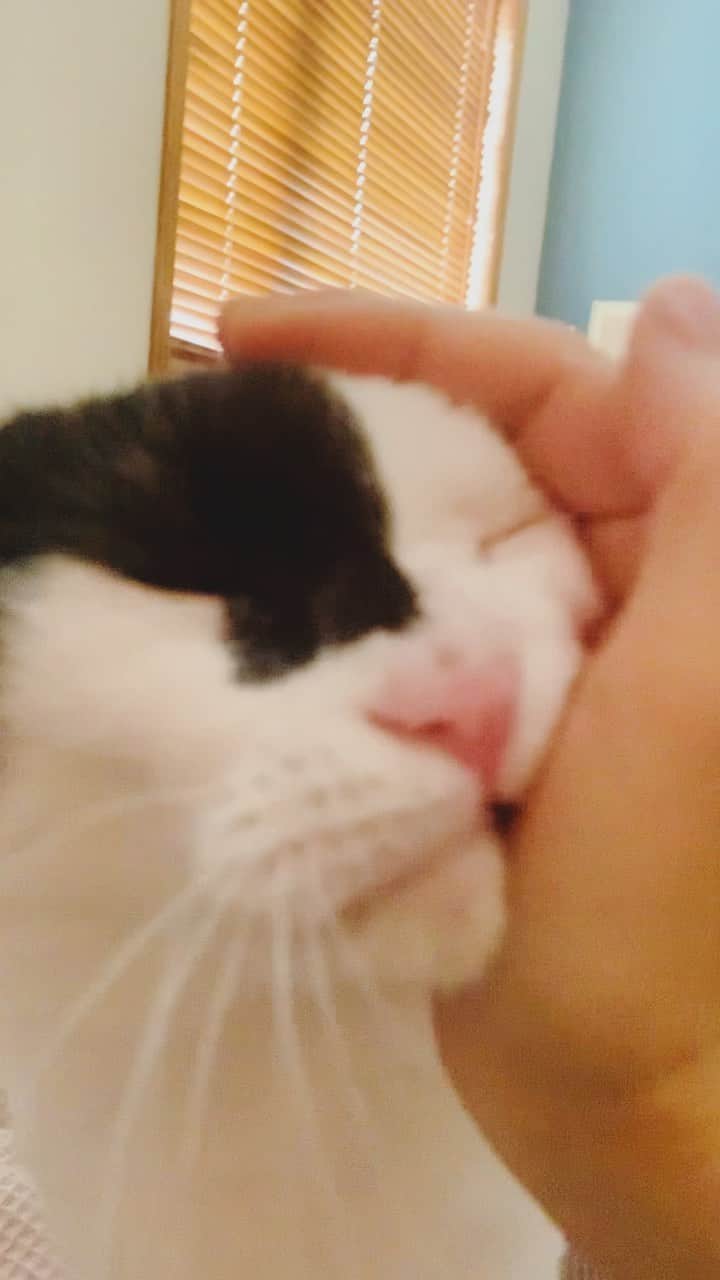 OKAのインスタグラム：「おはよう！  #猫のあいさつ」