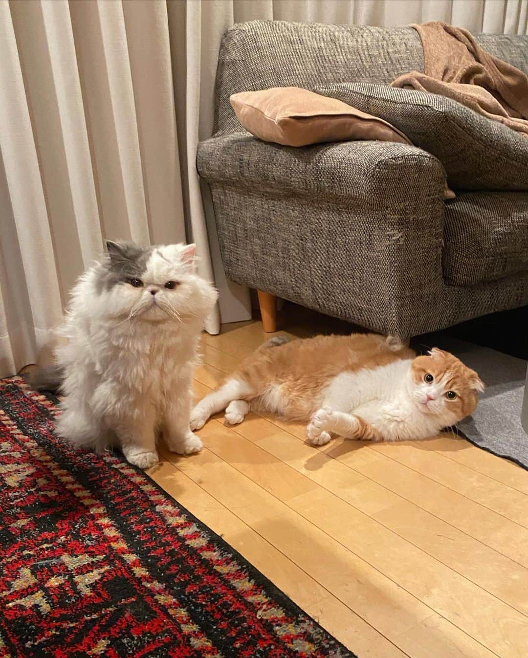 chiitarou_97のインスタグラム：「. お久しぶりの投稿になってしまいましたが、 ちぃ太郎となゆ太は元気です🐱🐱 . この1月にまたお引越しをしました。 慌ただしい毎日ですが、 新しいおうちでも穏やかに暮らせたらと思います。 . また改めて、よろしくお願いします。 . .」