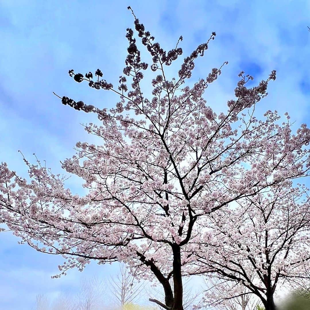 渡辺裕之さんのインスタグラム写真 - (渡辺裕之Instagram)「遠くから 芯まで近づいて見る。」3月30日 10時10分 - hiroyuki6267