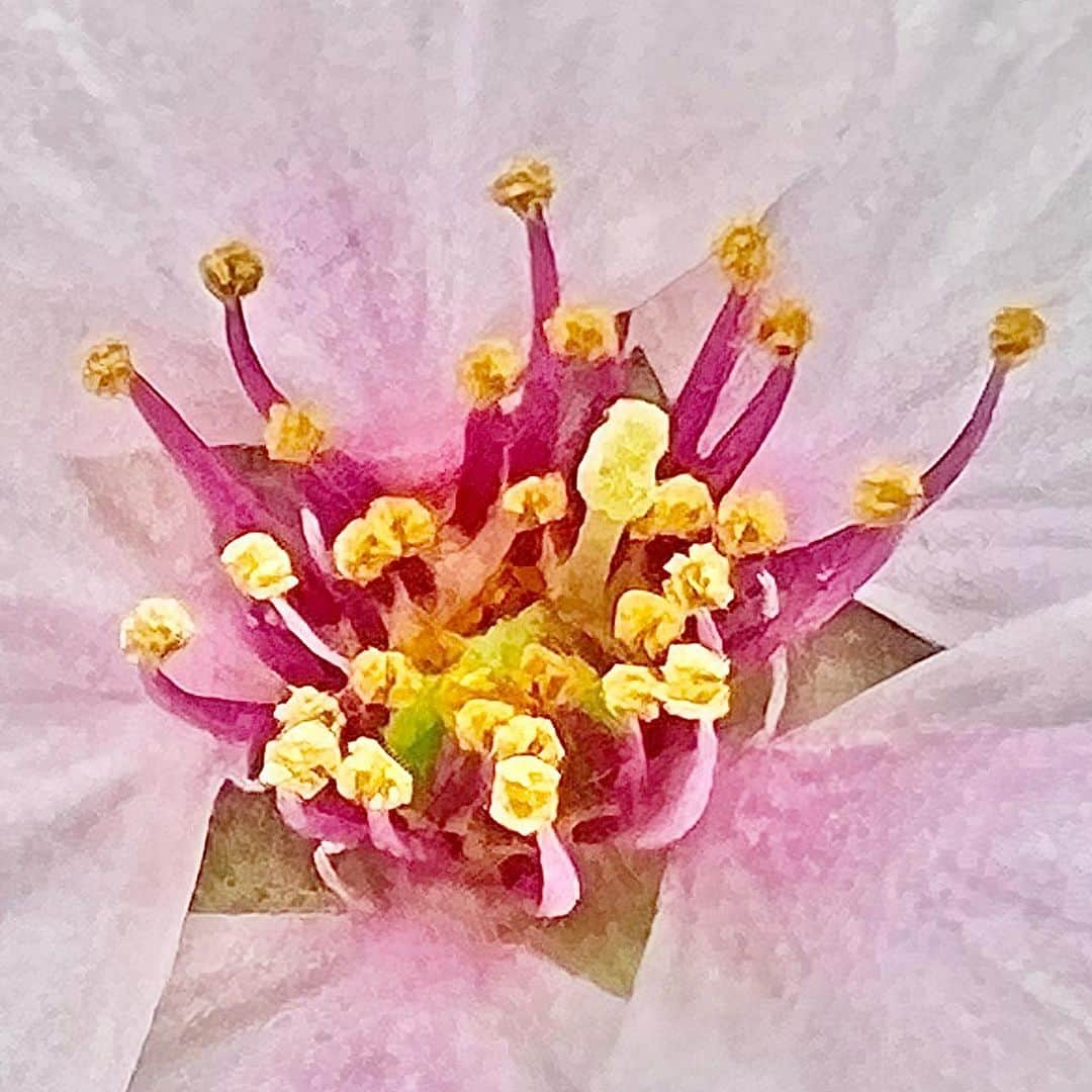 渡辺裕之さんのインスタグラム写真 - (渡辺裕之Instagram)「遠くから 芯まで近づいて見る。」3月30日 10時10分 - hiroyuki6267