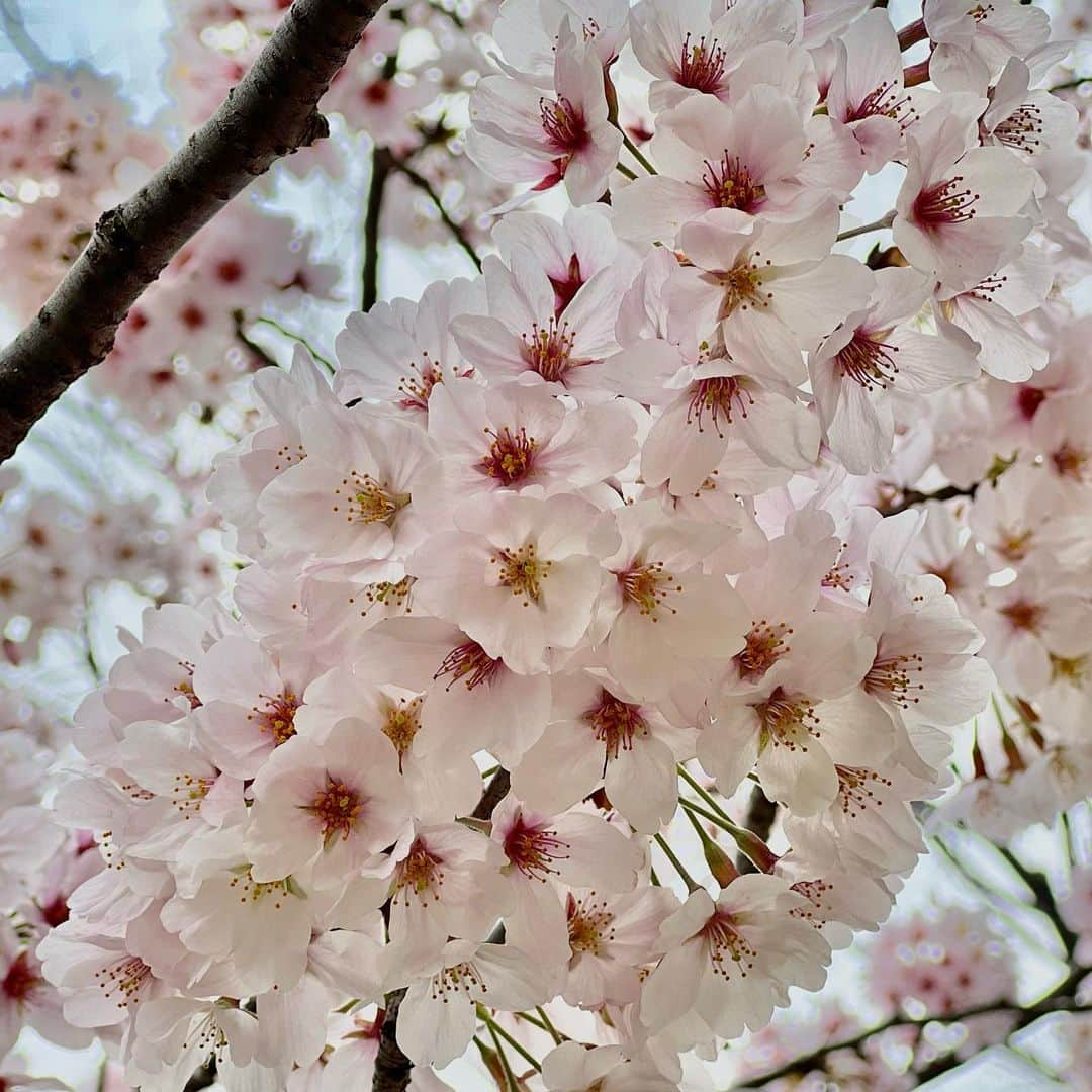 渡辺裕之さんのインスタグラム写真 - (渡辺裕之Instagram)「遠くから 芯まで近づいて見る。」3月30日 10時10分 - hiroyuki6267