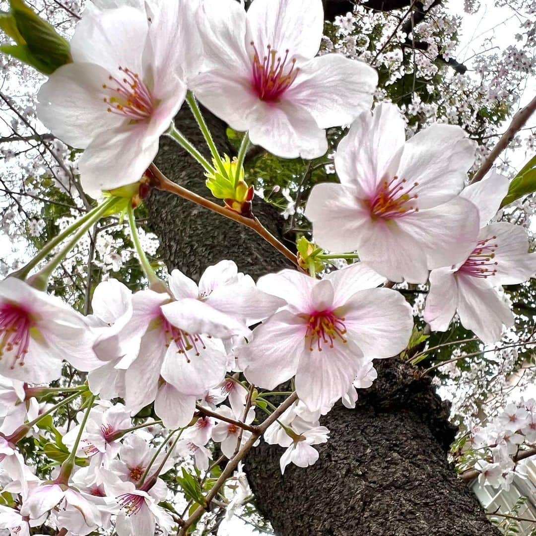 渡辺裕之さんのインスタグラム写真 - (渡辺裕之Instagram)「遠くから 芯まで近づいて見る。」3月30日 10時10分 - hiroyuki6267