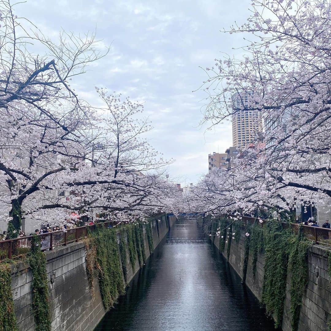 相沢まきのインスタグラム：「《桜を見ると思い出す友🌸》 5年経ったけど、まだ実感湧かないね、と桜を見ながら思い出話✨ 今ある幸せに感謝して一日一日大切に過ごそう🌸」