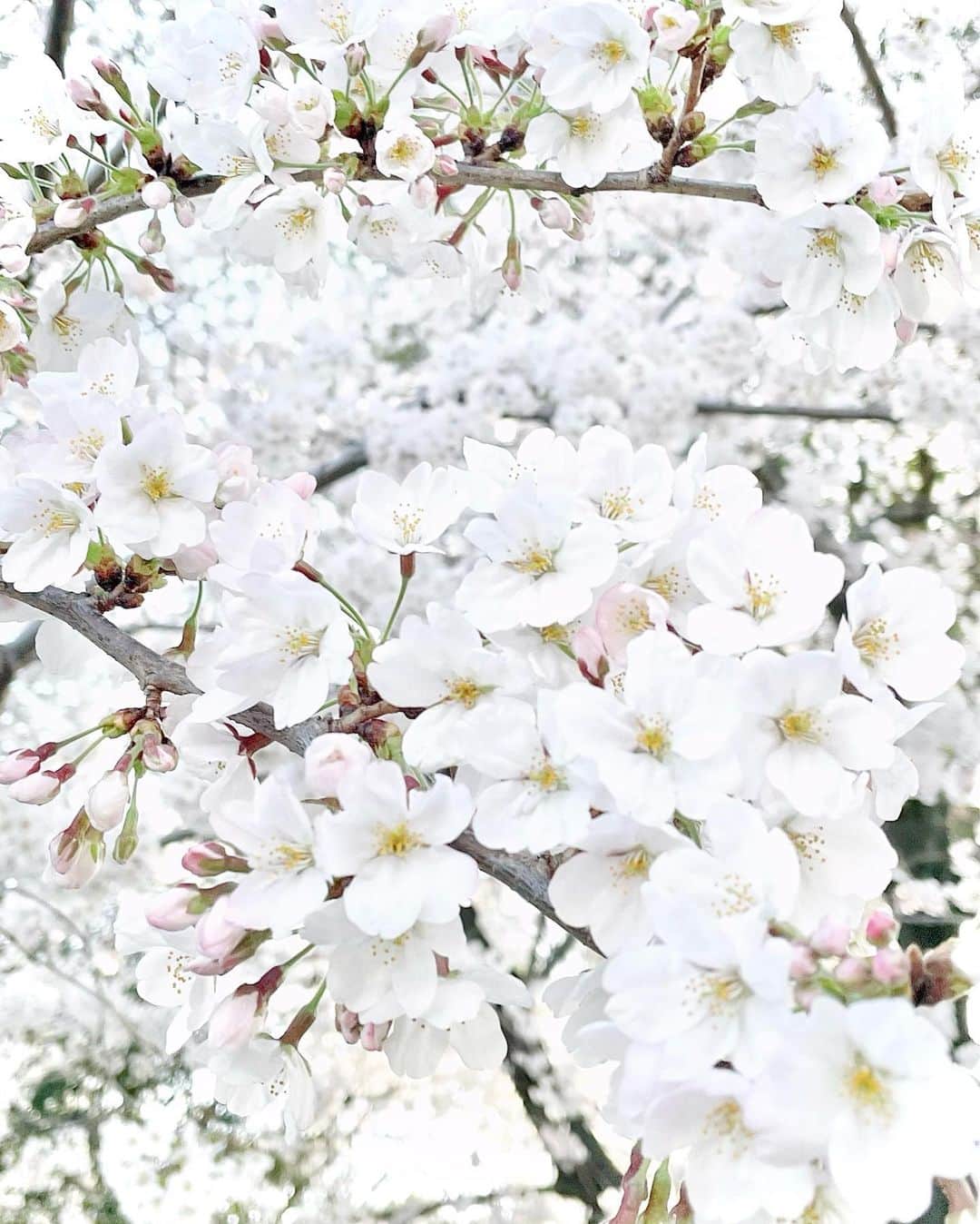 Manaさんのインスタグラム写真 - (ManaInstagram)「🌸🌸🌸 The cherry blossoms are in full bloom.  . . 満開のソメイヨシノ。 . ほんのりピンクが可愛い♡ . . . . . . #cherryblossom #cherryblossoms #prettyblooms #tsurumapark #鶴舞公園 #満開の桜 #満開🌸 #桜並木 #日本の春 #桜2022 #桜まつり #ソメイヨシノ #はなまっぷ2022 #春が来た #お花見 #桜の花 #桜の木 #桜の花 #春が好き #樱花 #벚꽃」3月30日 11時15分 - mana.tcy