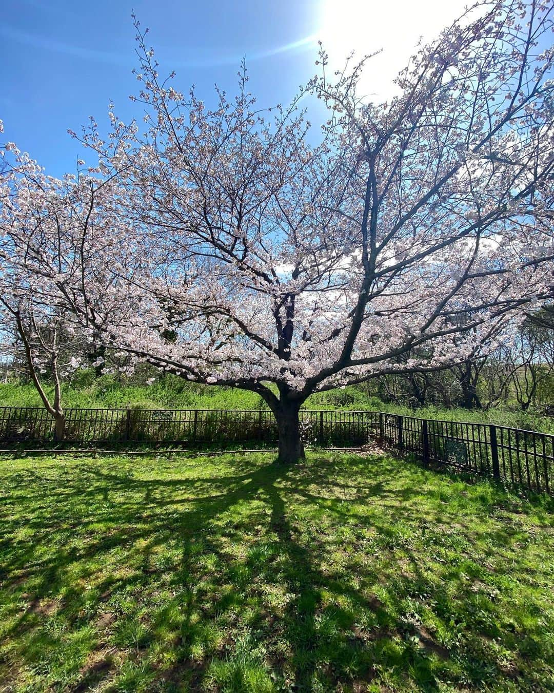 山中崇史さんのインスタグラム写真 - (山中崇史Instagram)「毎年桜が咲いてくれるので、毎年写真を撮ってしまう。 今日は妻とワンコとお花見をしています🌸 #桜 #さくら #cherryblossom」3月30日 11時45分 - yamanaka_takac