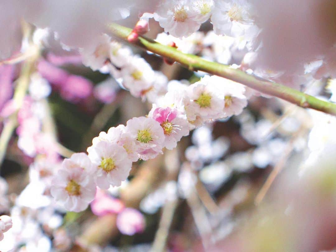 高橋萌さんのインスタグラム写真 - (高橋萌Instagram)「#鈴鹿の森庭園 #梅 #思いのまま  #鈴鹿の森庭園フォトコン2022  #lumix #g100 #lumixg100  #lumixjapan #photography」3月30日 12時23分 - takahashimoe0225