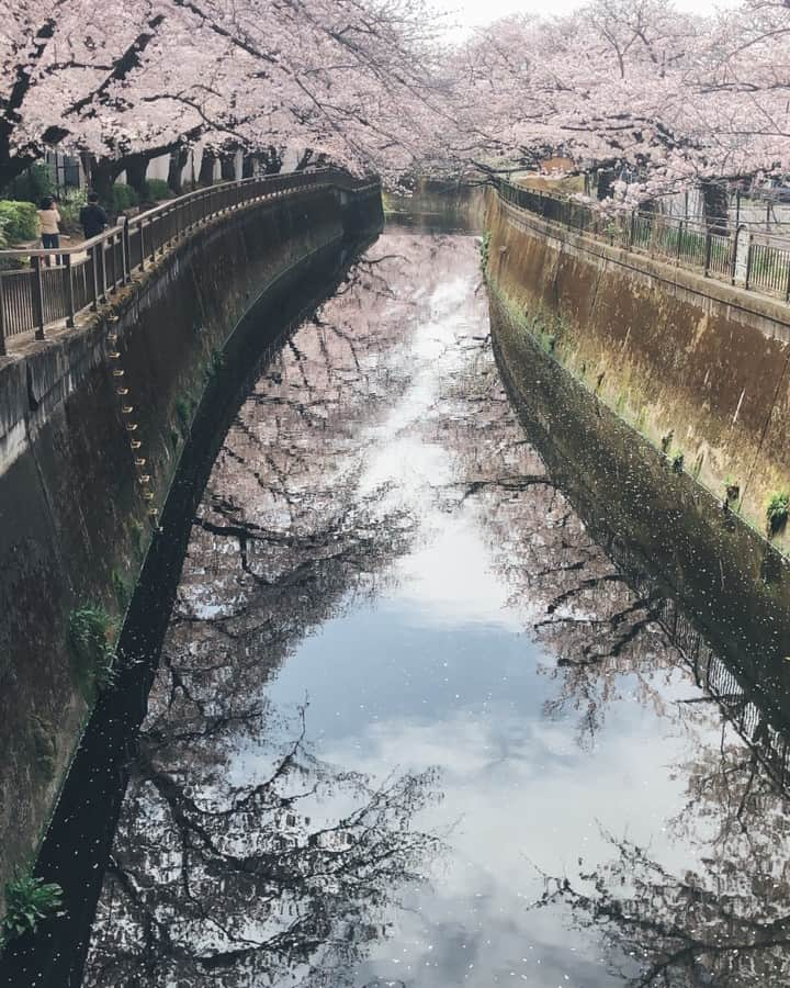 高河ゆんのインスタグラム：「桜満開です🥰」