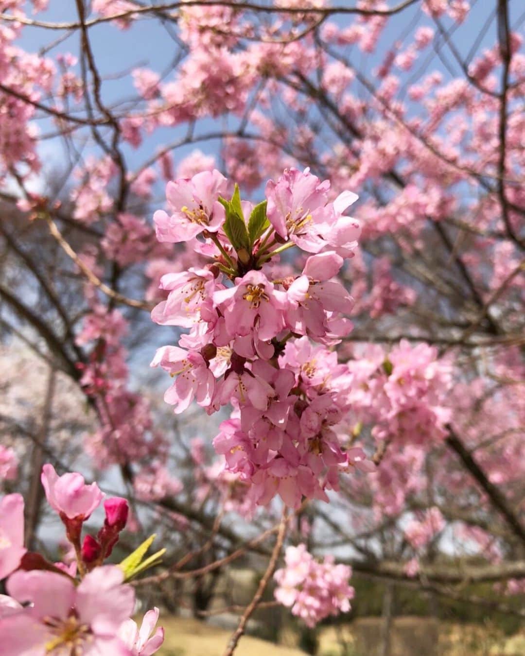 未梨一花さんのインスタグラム写真 - (未梨一花Instagram)「春で唯一好きなのは桜が咲くことです‪‪☺︎‬ 最近運転しながらたくさんお花見できて嬉しい🌸」3月30日 13時47分 - 1ka__3ri