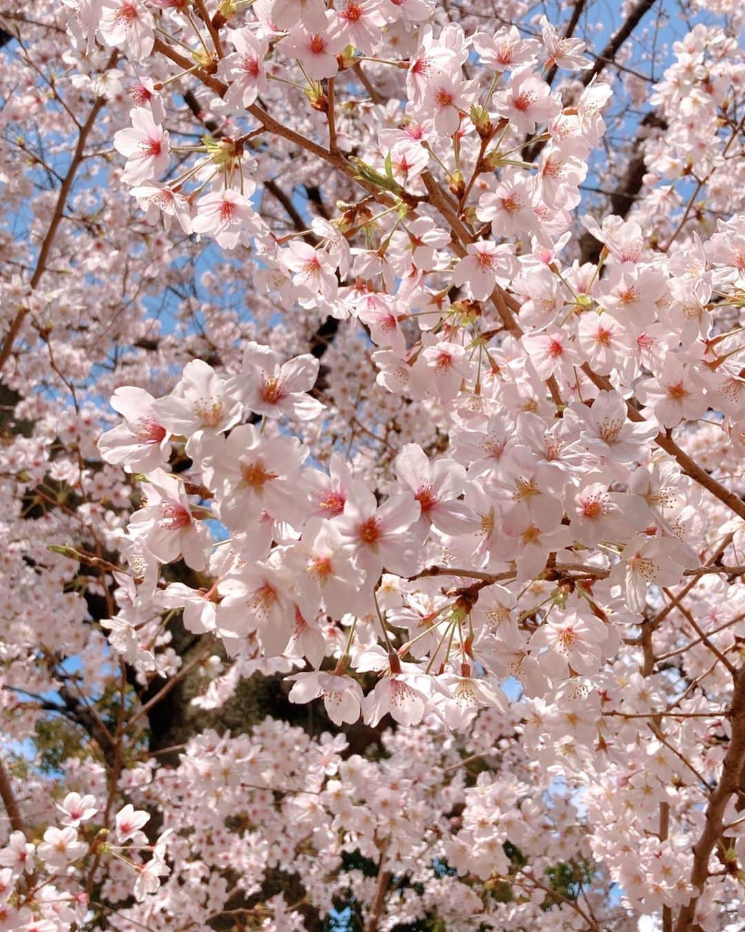 のインスタグラム：「🐰💕 ． 桜満開🌸🌸🌸 ．  ソメイヨシノの花言葉は ． 「精神美」「優れた美人」「純潔」「高貴」 ． だそうです🌸 ． あっという間に散ってしまって切なくて儚いですが、風になびく花びらもひらひら美しいです😌 ． #桜満開 #染井吉野 #ソメイヨシノ #cherryblossom  #spring #love #happy #peace #❤️ #🌸 #🕊」