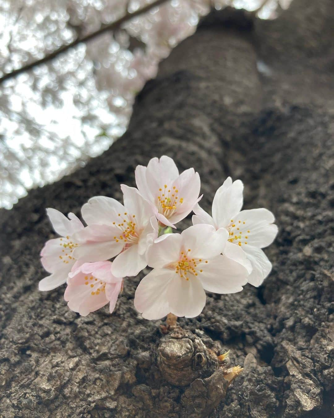 吉野裕行さんのインスタグラム写真 - (吉野裕行Instagram)「ふぁいてぃん #さくら」3月30日 14時09分 - _yocchin_______