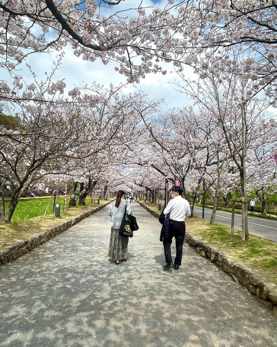 藩彩華さんのインスタグラム写真 - (藩彩華Instagram)「今日は家族で大村公園まで花見しに行きました🌸 何年ぶりか分からない家族団欒のひととき。 何かと忙しくなってからは、皆で過ごす時間は圧倒的に減りました。 とは言っても、家で話す機会は十分にありましたが 外出する事が無くなったのです🥲 今日は久しぶりに3人でゆっくり⸜❤︎⸝ 皆さんにも綺麗な桜をお裾分けしますね❕❕ . . Q. 最後の写真はどういう状況でしょう❕❔ 皆さんからのコメント待ってまーす✨」3月30日 23時48分 - caihua10ban