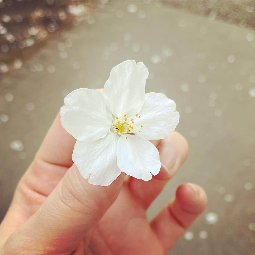國本未華さんのインスタグラム写真 - (國本未華Instagram)「花ごとまるごと落ちていた🌸 鳥がついばんだからかな🐤？ 風が強かったからかな🍃？ 月あかりもほぼない今夜🌚  花鳥風月というその言葉の意味を改めて考える🙃 枝についている花はもちろん、落ちた花にも風情を感じます。  #桜 #赤坂 #花鳥風月とは #桜月夜とは」3月30日 23時41分 - kunimoto_mika