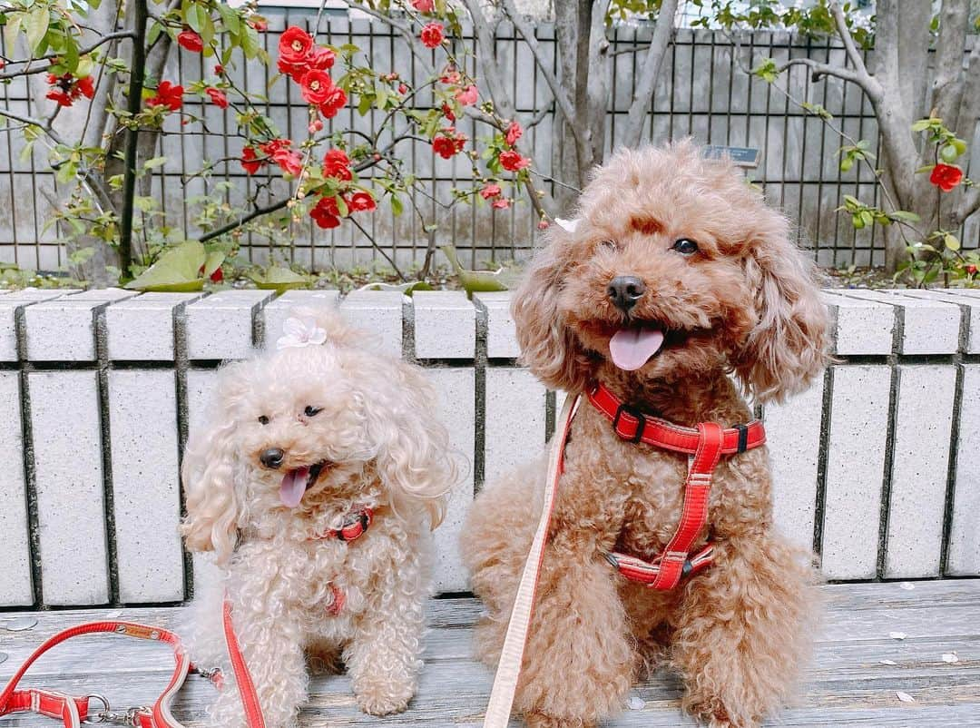 植田早紀さんのインスタグラム写真 - (植田早紀Instagram)「今日は桜がとっても綺麗でした🌸 お天気も良くて気持ちよさそう🐩🐩💕  #toypoodle #teacuppoodle #toypoodlelove #いぬすたぐらむ #パセリとショパン #トイプードル #トイプードル男の子 #トイプードルアプリコット #犬のいる暮らし #dog #dogstagram #トイプードル #玩具贵宾犬 #贵宾犬 #貴賓狗 #토이푸들 #癒し動画 #癒し #love #poodle #dogsofinstagram #instadog #pecoいぬ部 #エブリドッグ #犬のきもち #愛犬との暮らし #sakura #cherryblossoms #japan」3月31日 0時13分 - sakipersil