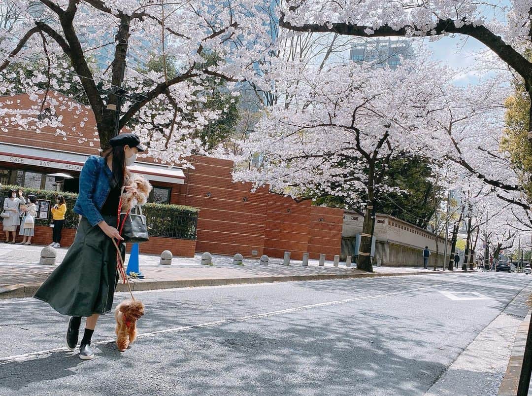 植田早紀のインスタグラム：「今日は桜がとっても綺麗でした🌸 お天気も良くて気持ちよさそう🐩🐩💕  #toypoodle #teacuppoodle #toypoodlelove #いぬすたぐらむ #パセリとショパン #トイプードル #トイプードル男の子 #トイプードルアプリコット #犬のいる暮らし #dog #dogstagram #トイプードル #玩具贵宾犬 #贵宾犬 #貴賓狗 #토이푸들 #癒し動画 #癒し #love #poodle #dogsofinstagram #instadog #pecoいぬ部 #エブリドッグ #犬のきもち #愛犬との暮らし #sakura #cherryblossoms #japan」