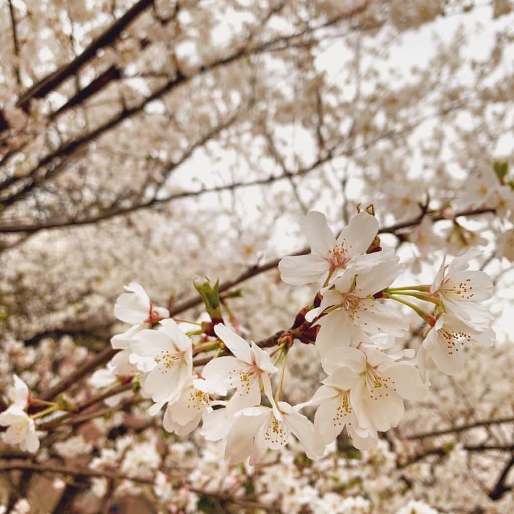 新谷良子のインスタグラム：「. ちょっと曇ってるけど、 今年の桜🌸. . こういう色味も好きだなぁ🥰💕. . . #ぷちお花見 #曇っててもきれい」