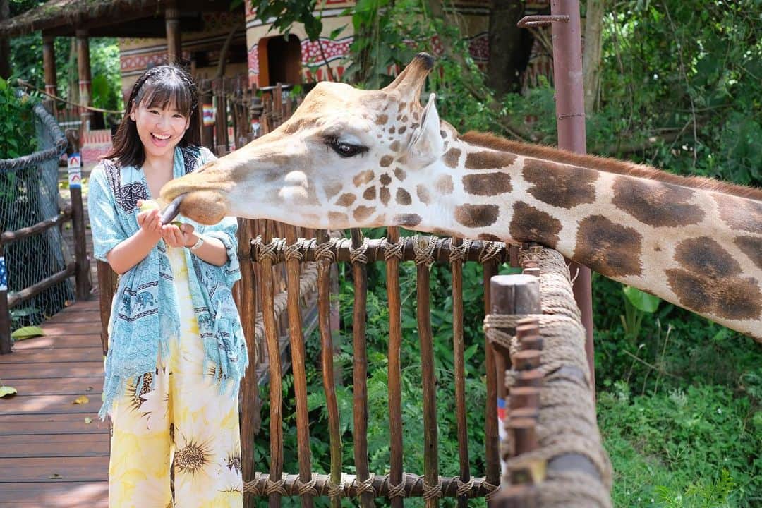 のインスタグラム：「キリンさーん🦒  📸.. @bali_gaido_jun   #balisafari #jerapaah #バリ島 #サファリ #キリン #仲川遥香 #ジャカルタ生活」