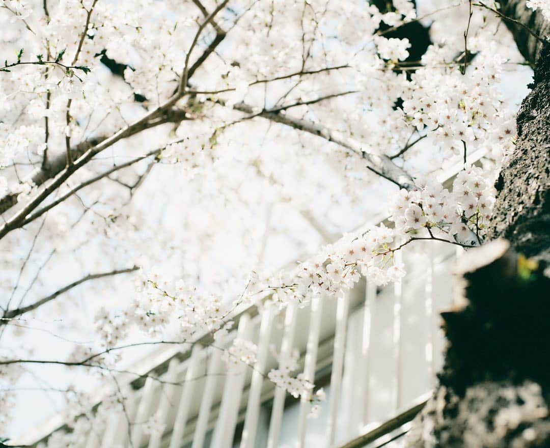 unicoさんのインスタグラム写真 - (unicoInstagram)「上を向くと、元気になれる。  顔を上げて歩くために、桜は咲くのかなと、思うことがあります。  「頑張ろう」「明るくいこう」「笑顔でいよう」。  桜を眺めていると、どんな言葉よりもエールをもらえるような気がします。  #unico_fan #ウニコ #unicoのある暮らし #インテリアショップ #桜 #桜の木 #桜の花 #桜のある風景 #花見 #春の花 #季節を楽しむ #季節を感じる暮らし #季節を楽しむ暮らし #cherryblossom #さくら #サクラ #花のある暮らしを楽しむ #花のあるくらし #花のある景色 #花のある暮し #花の写真が好き #花の写真 #桜の季節 #桜の木の下で」3月30日 18時36分 - unico_fan
